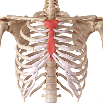 medical accurate illustration of the breast bone