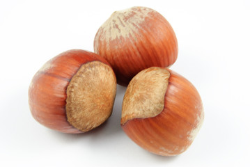 Nahaufnahme von drei Haselnüssen (Corylus avellana) auf weißem Hintergrund - hazelnuts
