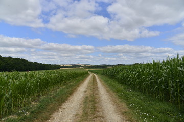 Fototapeta premium Chemin de campagne entre deux champs de maïs 