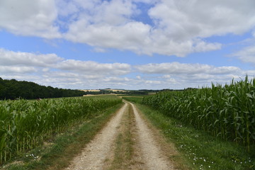Chemin de campagne entre deux champs de maïs 