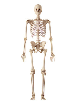medical accurate illustration of the human skeleton