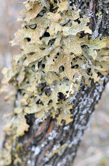 lichen on a tree, in Altay Russia
