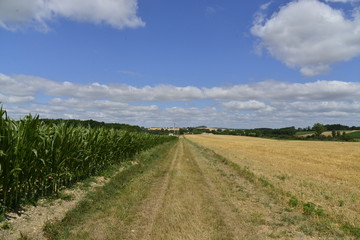 Obraz premium Chemin de campagne le long d'un champs de maïs près du village de Fontaine 