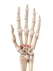 medical accurate illustration of the palmar metacarpal ligaments