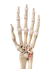 medical accurate illustration of the palmar ulnolunate ligament