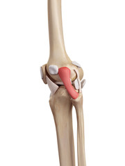 medical accurate illustration of the fibular collateral ligament