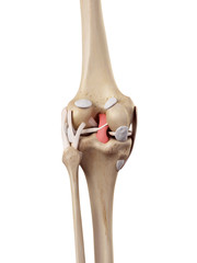 medical accurate illustration of the posterior cruciate ligament - obrazy, fototapety, plakaty