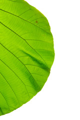 structure of leaf natural background