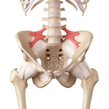 medical accurate illustration of the iliolumbar ligament