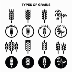 Types of grains, cereals icons - wheat, rye, barley, oats 