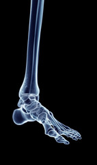 accurate medical illustration of the foot