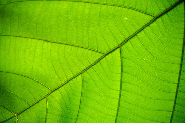 Naklejka na ściany i meble structure of leaf natural background