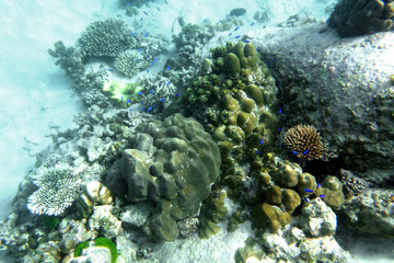 Fototapeta na wymiar Poissons tropicaux sur un récif corallien