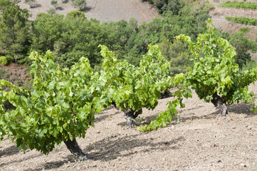 Fototapeta na wymiar green vineyards Vineyards with grape vines still green, in the Priorat county to Tarragona, Catalonia, Spain. Priorat county to the south-west of Catalonia.
