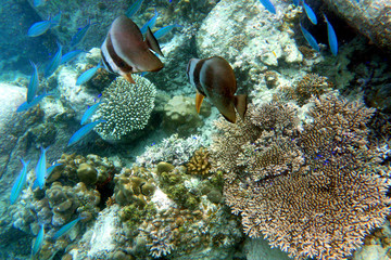 Fototapeta na wymiar Poissons tropicaux sur un récif corallien