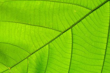 Fototapeta na wymiar structure of leaf natural background