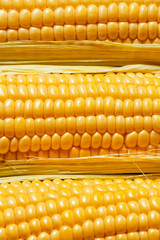 Ripe yellow corn, top view, food background, selective focus