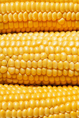 Ripe yellow corn, top view, food background, selective focus