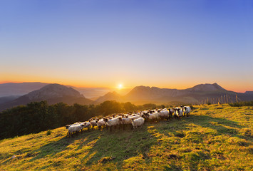 flock of sheep in Saibi mountain