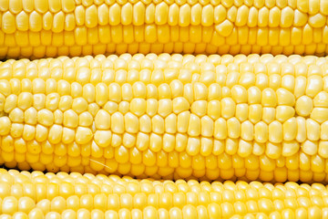 Ripe yellow corn, top view, food background, selective focus