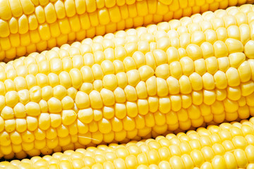 Ripe yellow corn, top view, food background, selective focus