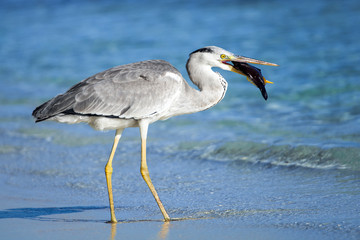 heron bird with a fish on the beach