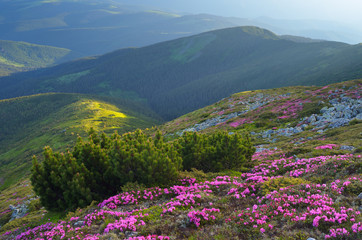 Mountain landscape in the summer