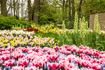 tulip park Keukenhof landscape - flower garden, Holland