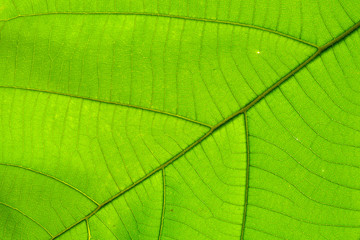 Fototapeta na wymiar structure of leaf natural background