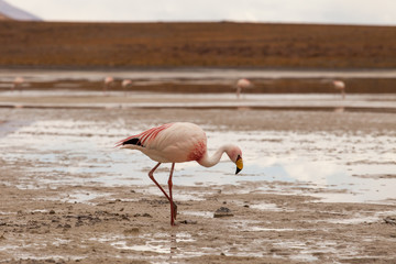 Fenicottero rosa riflesso sulla superficie di una laguna