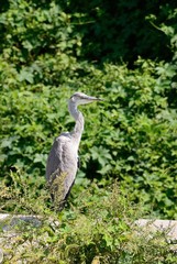 young heron