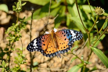 butterfly