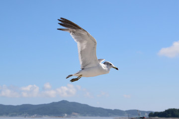 Fototapeta na wymiar flying seagull