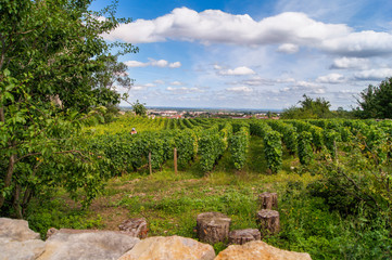 rows of a vineyard