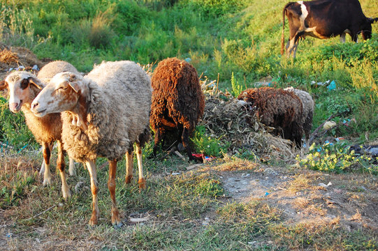 Pecore e mucca