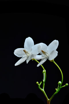Close up of tropical fragrant flower (Wrightia religiosa Benth)