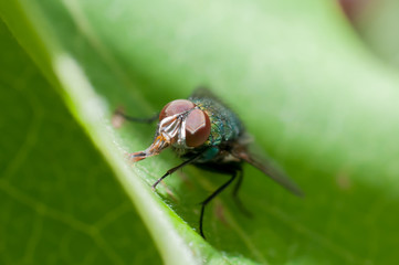 Mosca