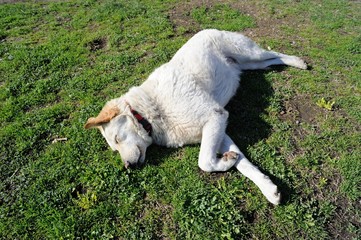 a white dog sleeping on grass