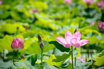 Obraz premium Pink Lotus in lake