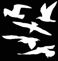 set of five gull white silhouettes