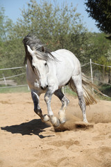 Obraz na płótnie Canvas Amazign white andalusian stallion moving