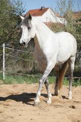 Naklejka na ściany i meble Amazign white andalusian stallion moving
