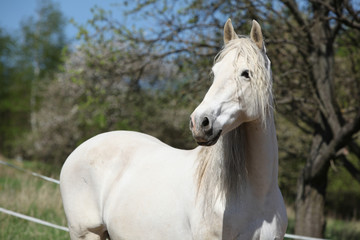 Obraz na płótnie Canvas Andalusian mare with long hair in spring
