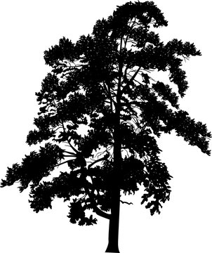 single black pine large silhouette on white