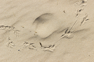 Bird footprints in sand