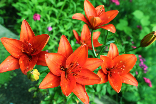 red lily  flowers on the green summer background