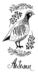 Fototapeta na wymiar Autumn design card with bird partridge and wild herbs