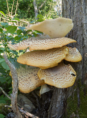 Naklejka premium Dryad's saddle, Polyporus squamosus growing on tree