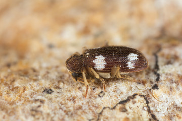 Spider beetle, Ptinus sexpunctatus on wood, high magnification