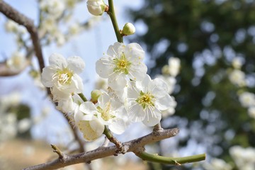 Flowers of a tree of an apricot